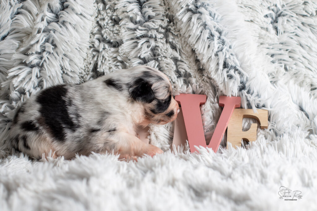 Chiot berger australien bleu merle 15 jours