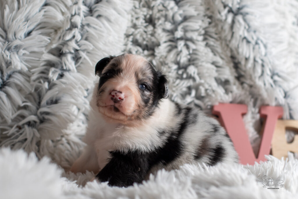 Chiot berger australien bleu merle 15 jours