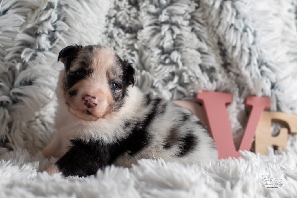 Chiot berger australien bleu merle 15 jours