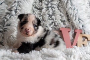 chiot berger australien bleu merle 15 jours