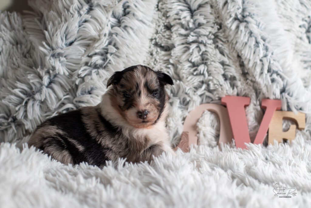 Chiot berger australien bleu merle 15 jours