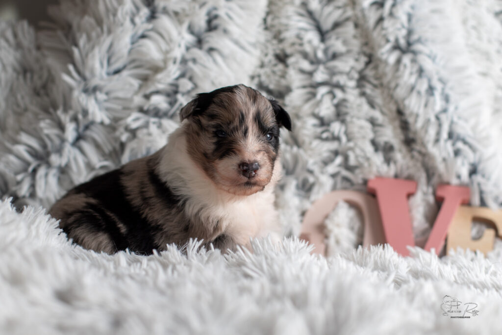 Chiot berger australien bleu merle 15 jours