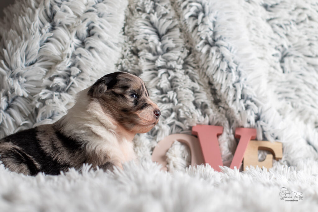 Chiot berger australien bleu merle 15 jours