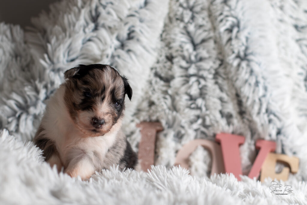 Chiot berger australien bleu merle 15 jours