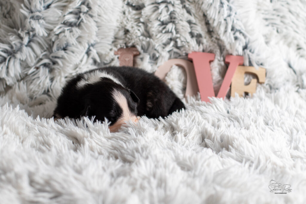 Chiot berger australien noir tricolore 15 jours