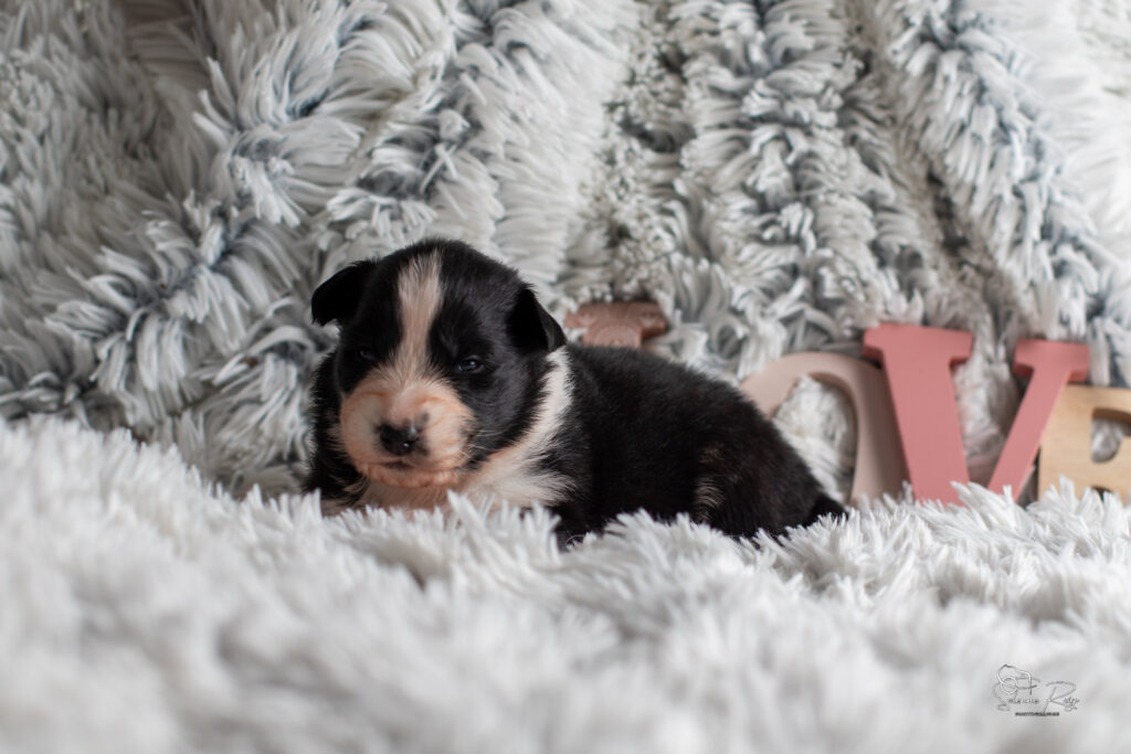 Chiot berger australien noir tricolore 15 jours