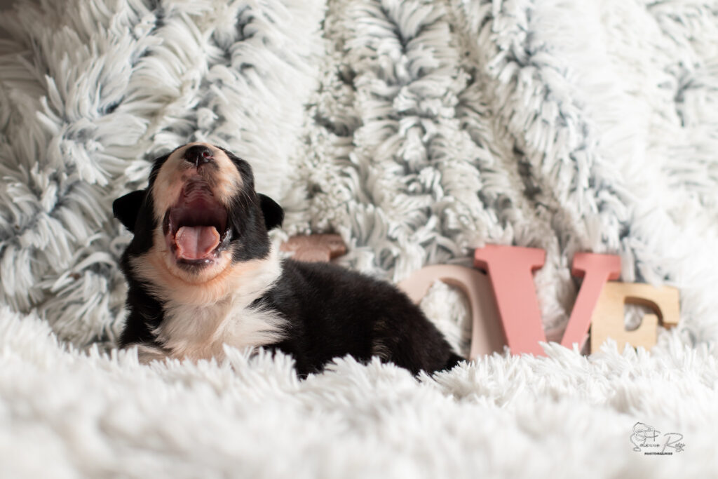 Chiot berger australien noir tricolore 15 jours
