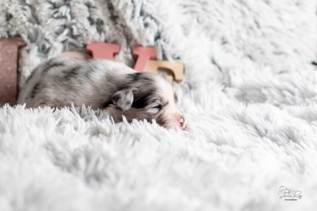 Chiot berger australien bleu merle 15 jours