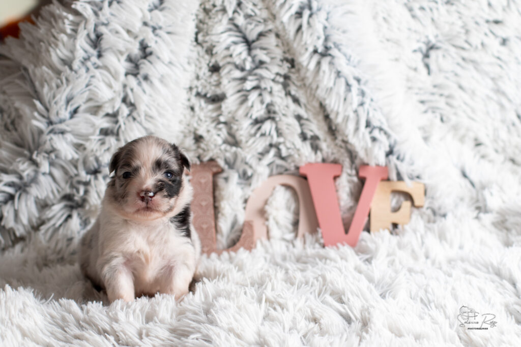 Chiot berger australien bleu merle 15 jours