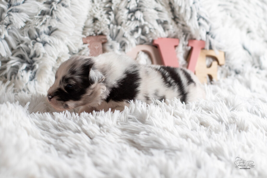 Chiot berger australien bleu merle 15 jours