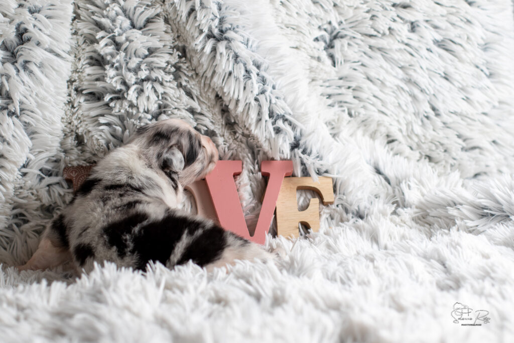 Chiot berger australien bleu merle 15 jours