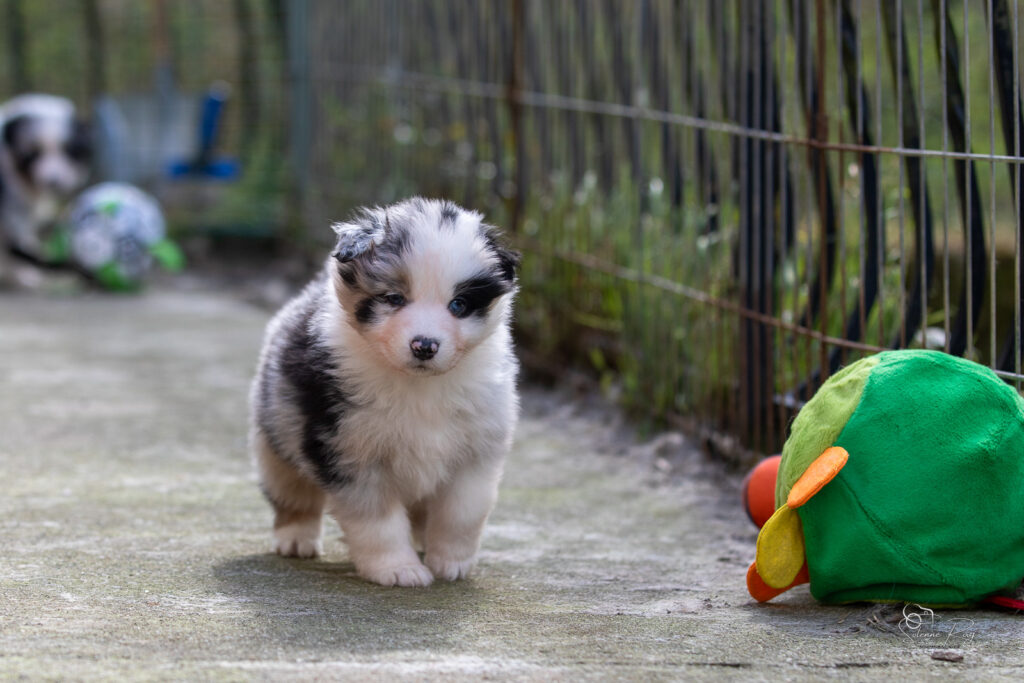 Chiot berger australien bleu merle 4 semaines