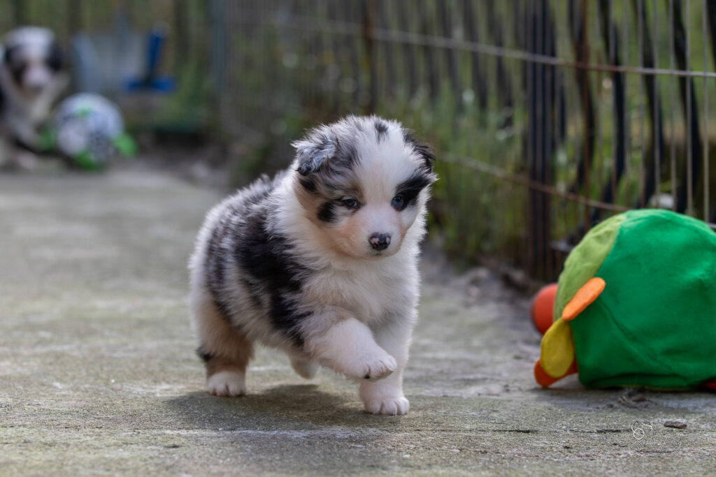 Chiot berger australien bleu merle 4 semaines