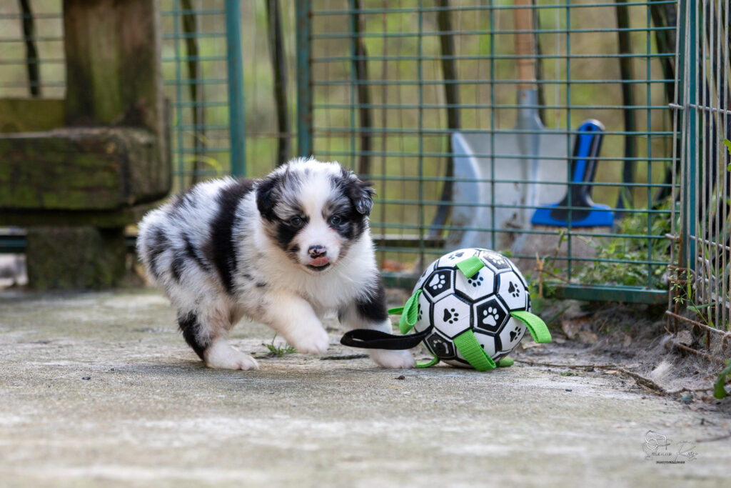 Chiot berger australien bleu merle 4 semaines