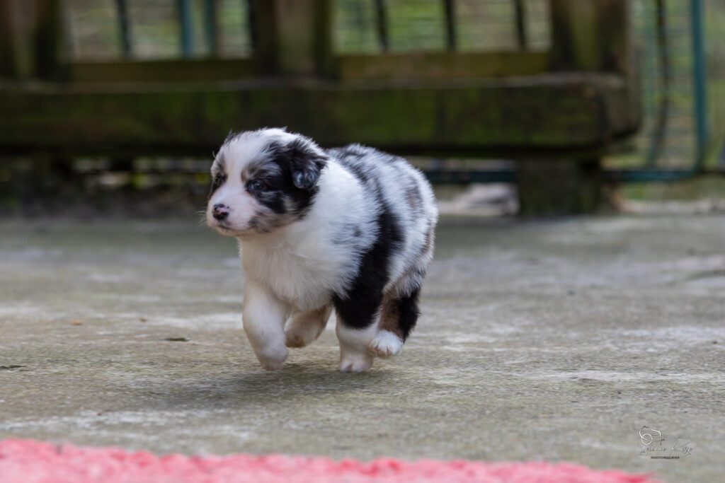 Chiot berger australien bleu merle 4 semaines