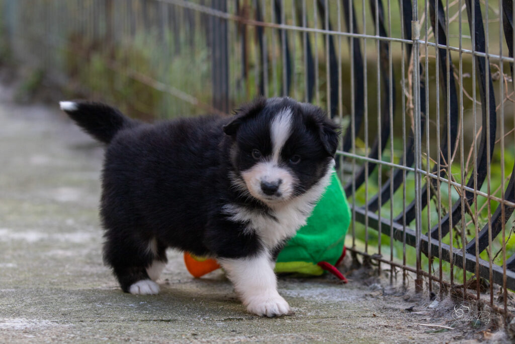 Chiot berger australien noir tricolore 4 semaines