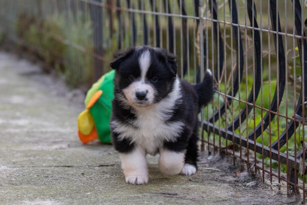 Chiot berger australien noir tricolore 4 semaines
