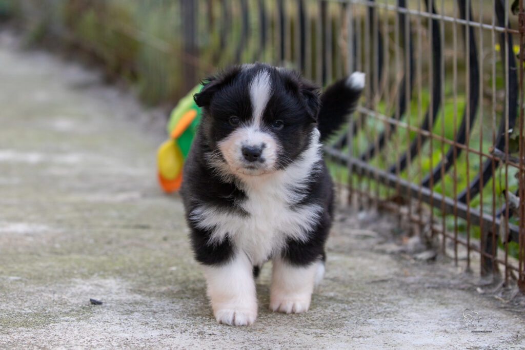 Chiot berger australien noir tricolore 4 semaines