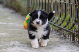chiot berger australien noir tricolore 4 semaines