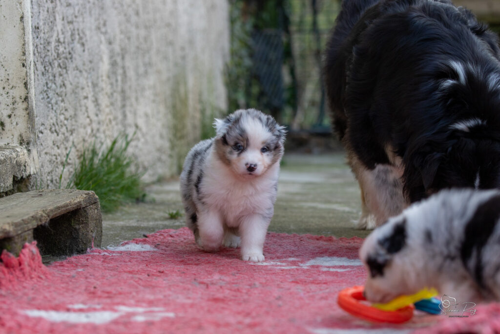 Chiot berger australien bleu merle 4 semaines