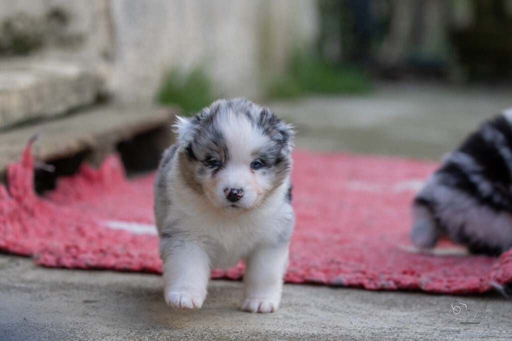 Chiot berger australien bleu merle 4 semaines
