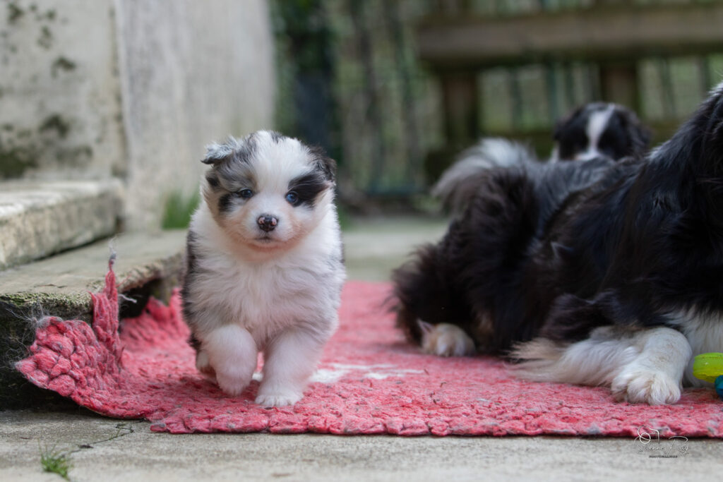 Chiot berger australien bleu merle 4 semaines