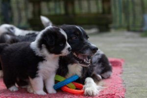 chiot berger australien noir tricolore avec sa maman