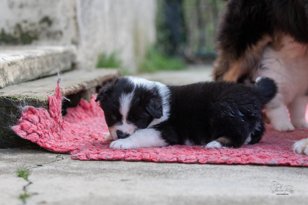 Chiot berger australien noir tricolore 4 semaines