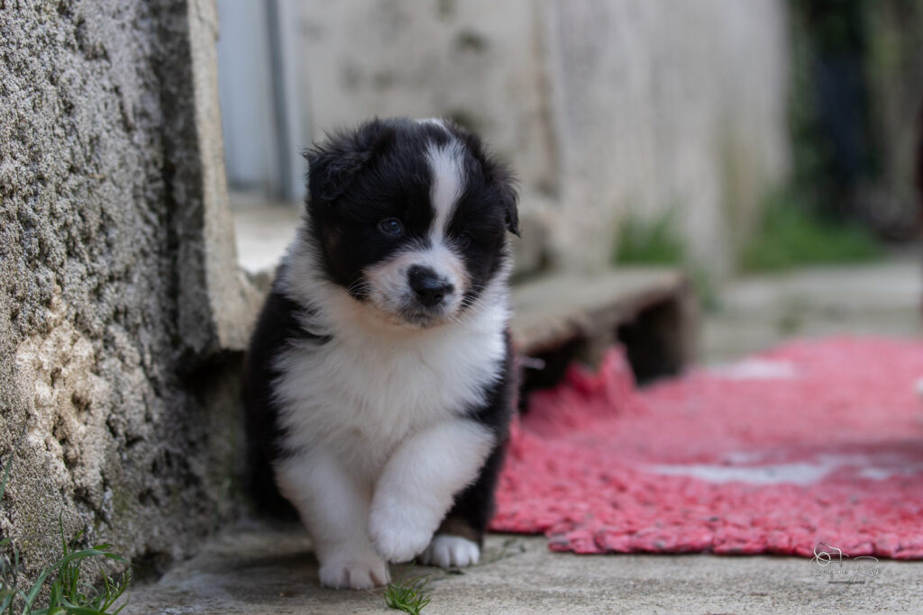 Chiot berger australien noir tricolore 4 semaines