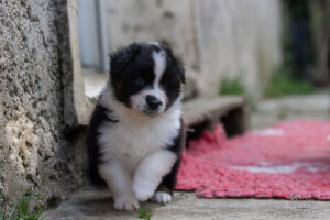 chiot berger australien noir tricolore 4 semaines