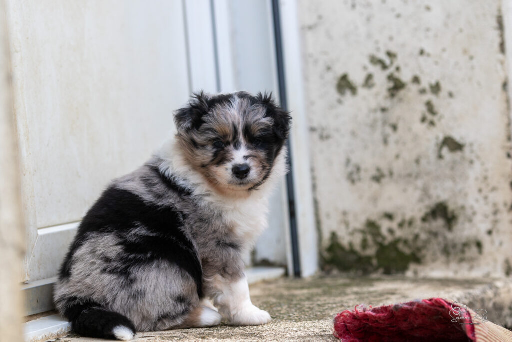 Chiot berger australien bleu merle 4 semaines