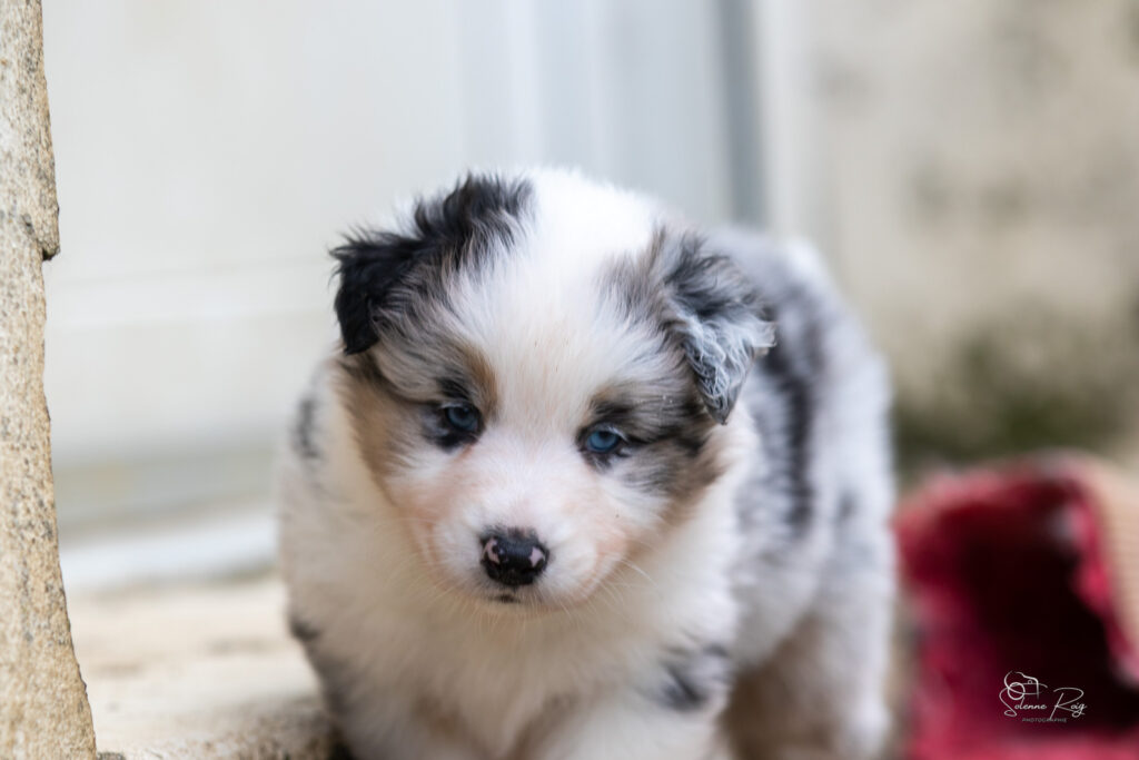 Chiot berger australien bleu merle 4 semaines