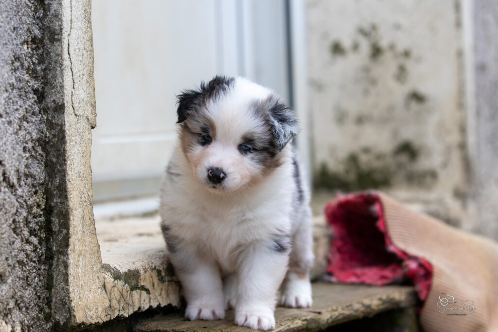 Chiot berger australien bleu merle 4 semaines