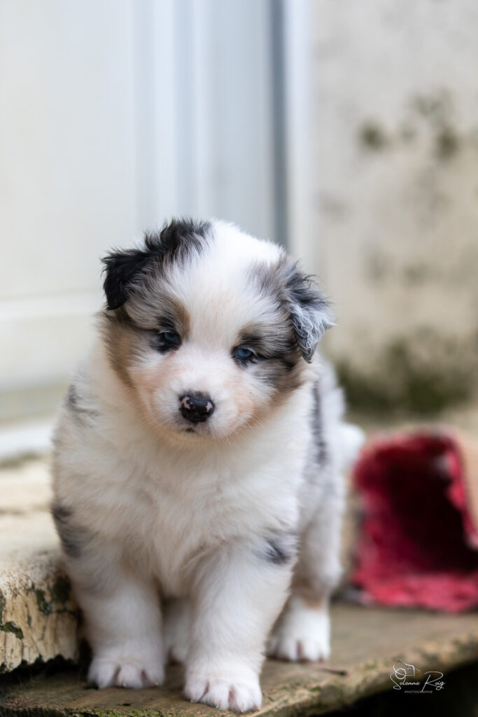 Chiot berger australien bleu merle 4 semaines