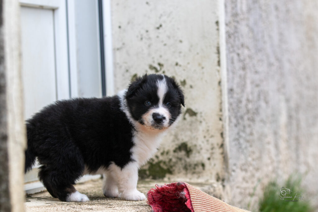 Chiot berger australien noir tricolore 4 semaines
