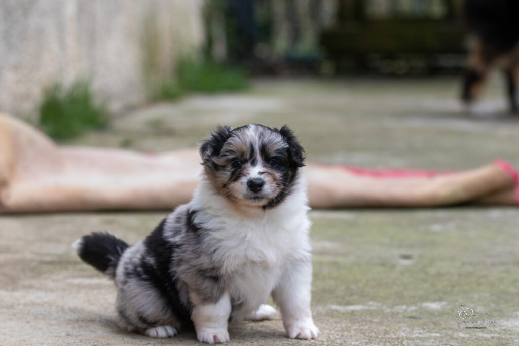 Chiot berger australien bleu merle 4 semaines