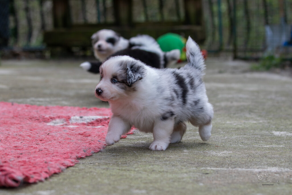 Chiot berger australien bleu merle 4 semaines