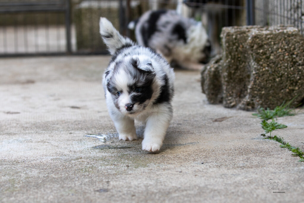 Chiot berger australien bleu merle 4 semaines