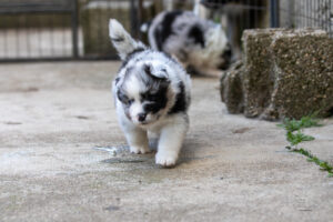 chiot berger australien bleu merle 4 semaines