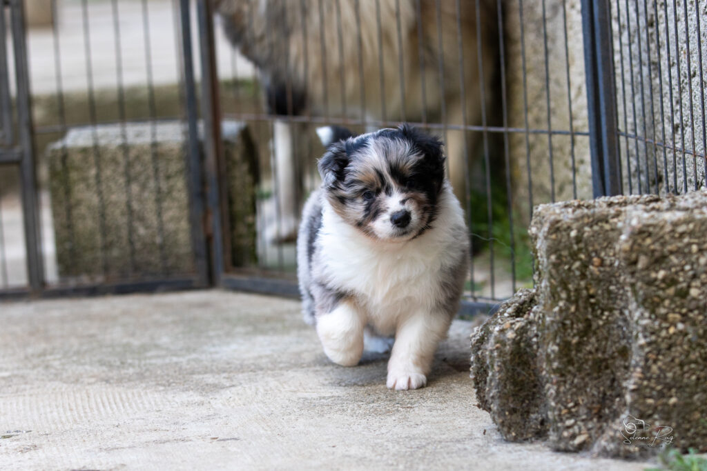 Chiot berger australien bleu merle 4 semaines