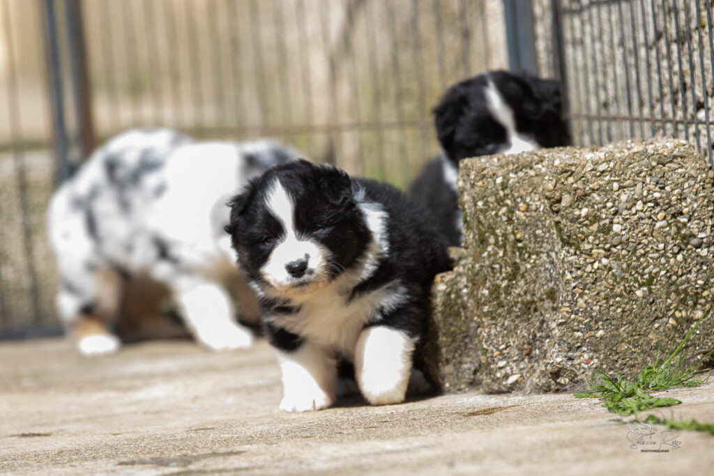 Chiot berger australien noir tricolore 4 semaines
