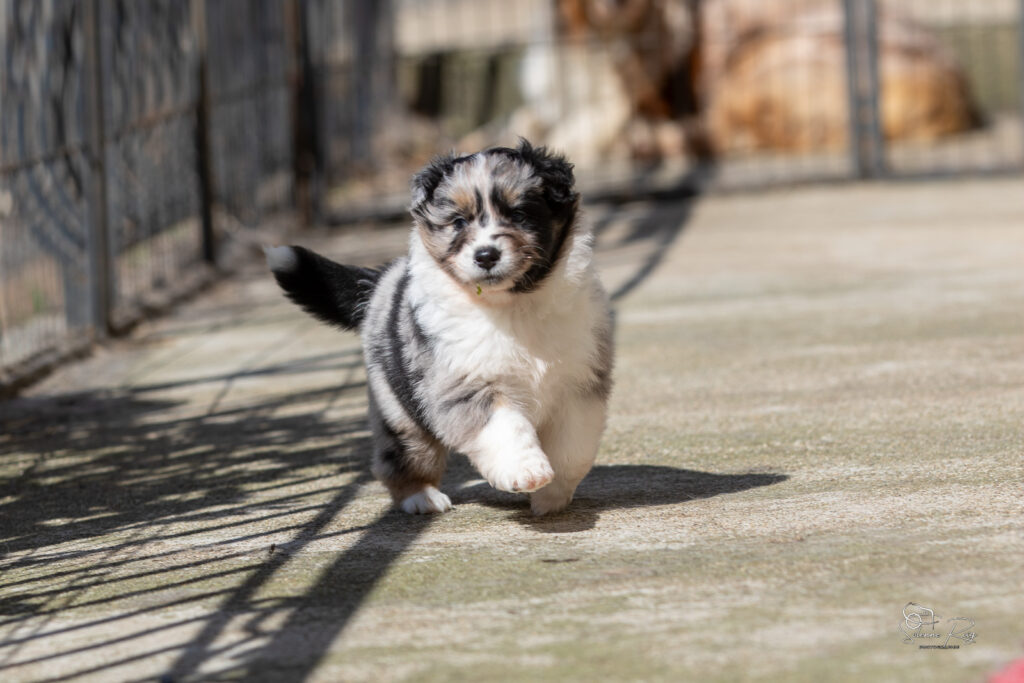 Chiot berger australien bleu merle 4 semaines
