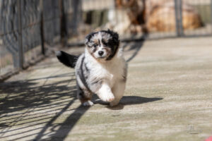 chiot berger australien bleu merle 4 semaines
