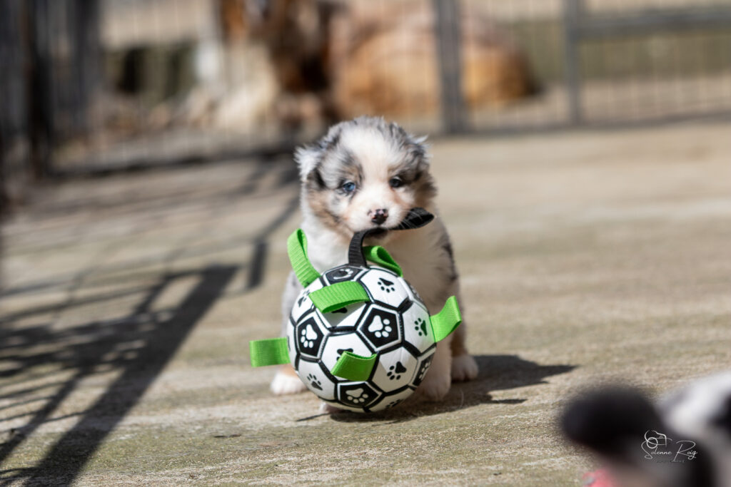 Chiot berger australien bleu merle 4 semaines