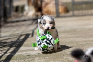 chiot berger australien bleu merle 4 semaines