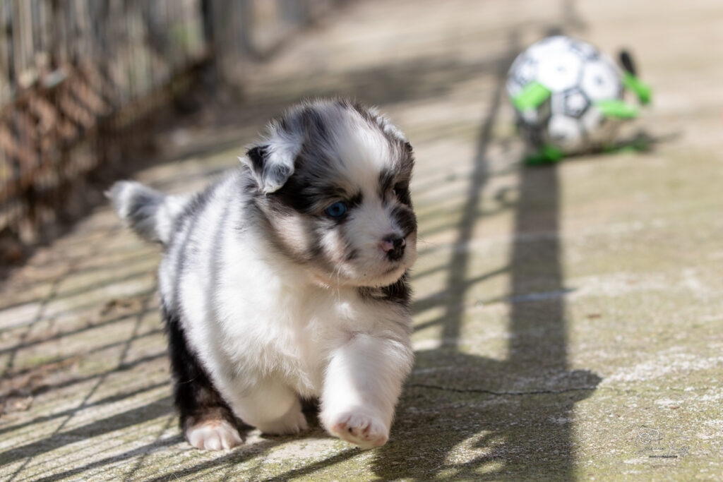 Chiot berger australien bleu merle 4 semaines