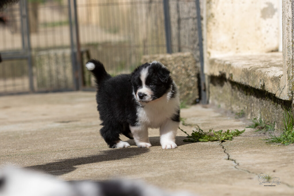 Chiot berger australien noir tricolore 4 semaines