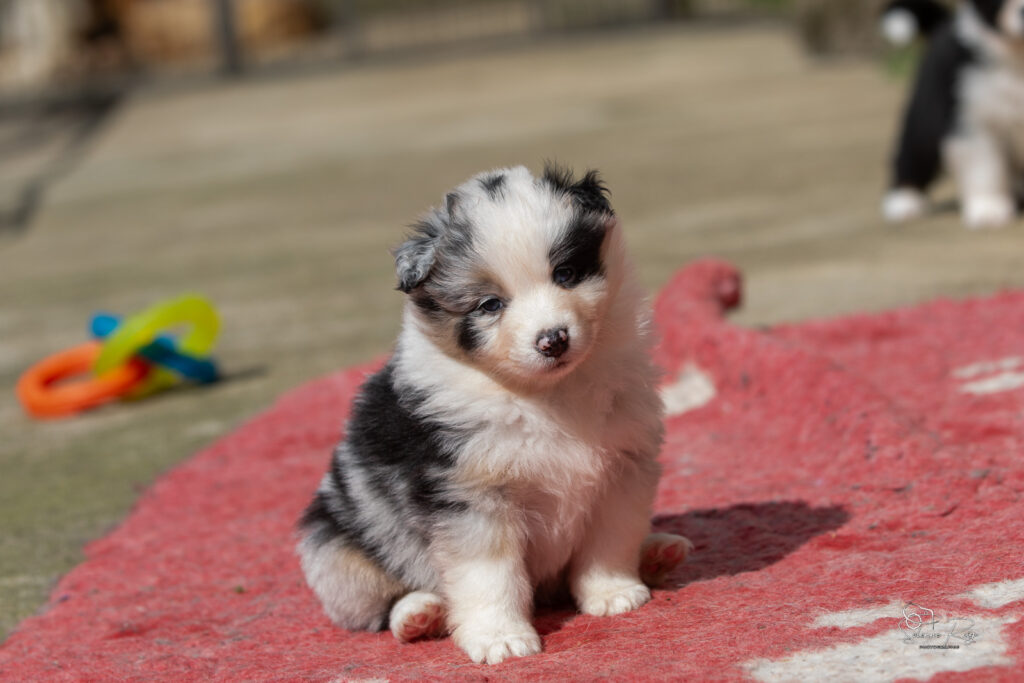 Chiot berger australien bleu merle 4 semaines