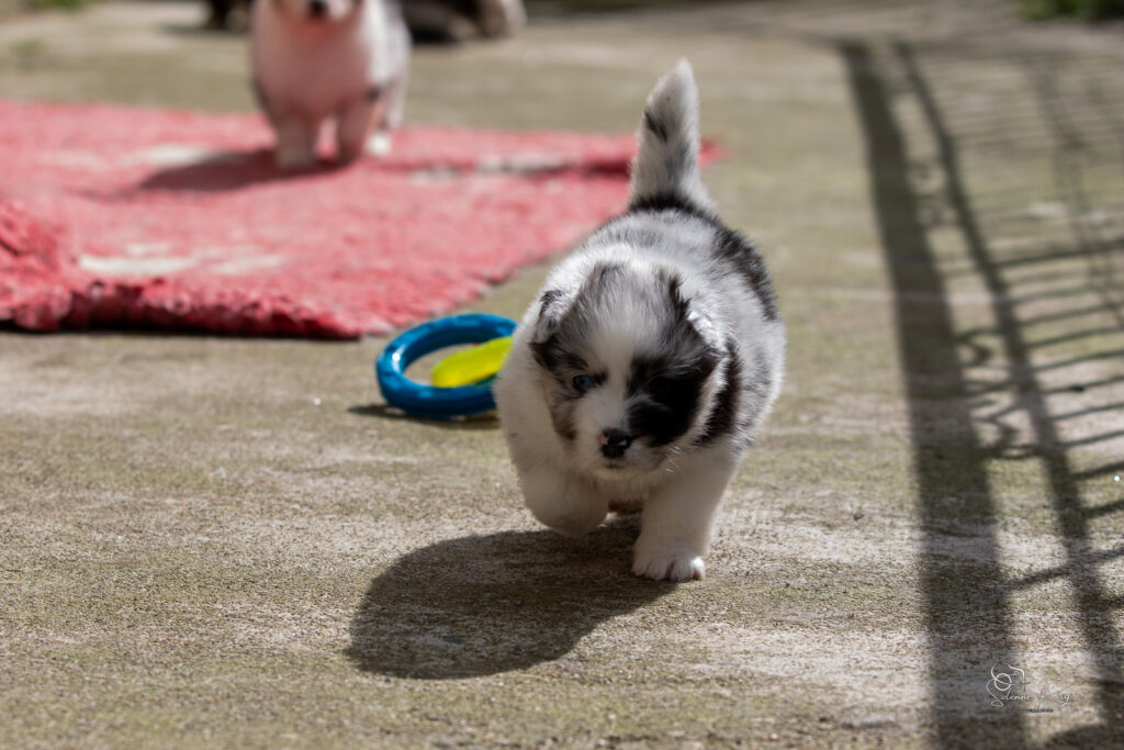 Chiot berger australien bleu merle 4 semaines