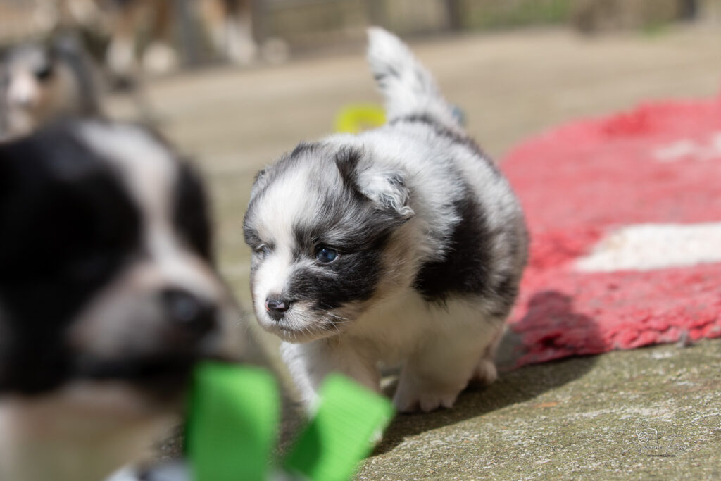 Chiot berger australien bleu merle 4 semaines